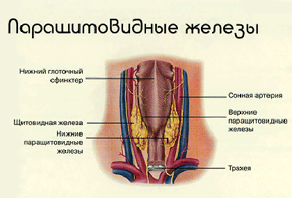 Paratireoidne žlijezde