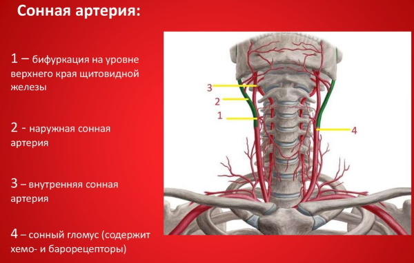 Internal carotid artery. Anatomy, branches, scheme