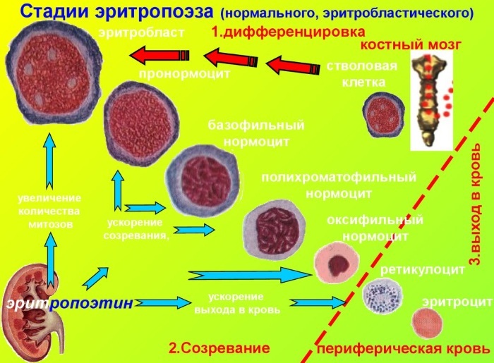 Unchanged red blood cells in the urine. What does it mean in a child, women, men, increased, reasons, norm
