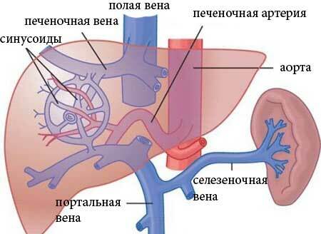 Cauzele hipertensiunii portale