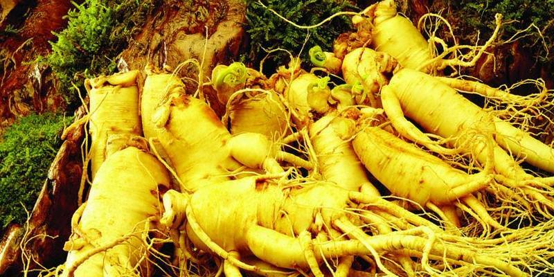Ginseng for potency