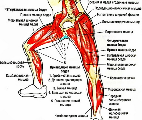 Menneskelige muskler for massasje. Anatomi, diagram med titler, signaturer