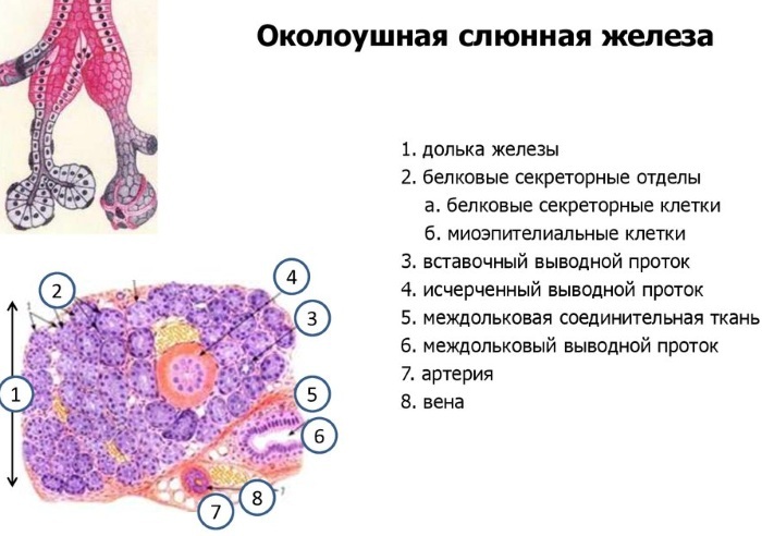 Parotid salivary gland of a person. Innervation, anatomy, histology, inflammation, pleomorphic adenoma, cyst
