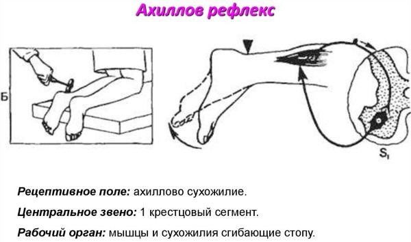 Achilles reflexreflexbåge. Schema, fysiologi