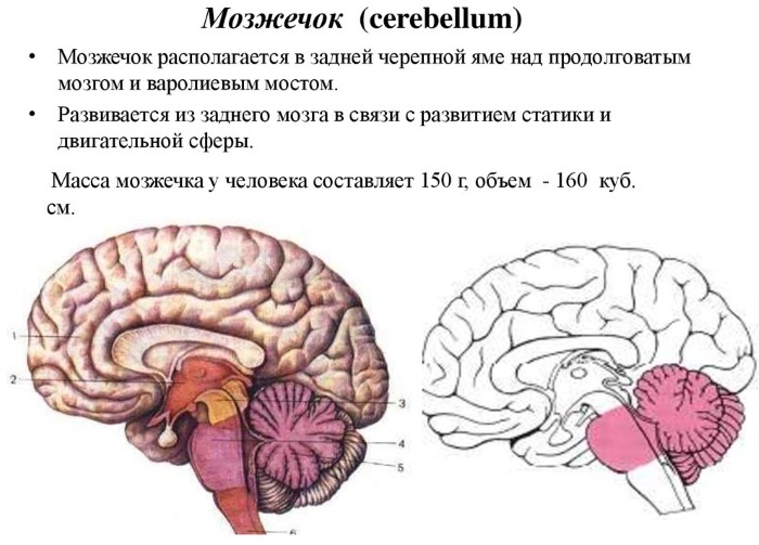 Cerebellar stimulation. Exercises at home, what is it, where to buy equipment for children, parental reviews, results
