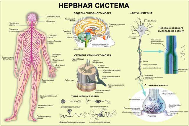 Struktur i nervesystemet