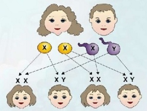 Cómo se heredan los genes. Genética de padres a hijos
