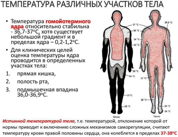 Norma temperaturii corpului la un adult. Tabelul vârstei