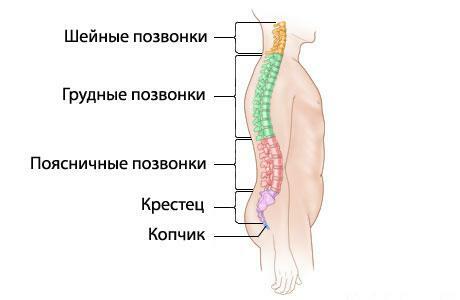 La columna vertebral de una persona es un esquema