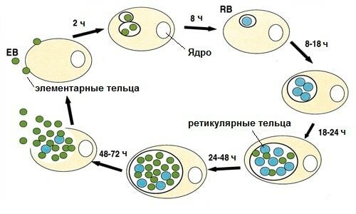 Элементарные тельца хламидий. Элементарное тельце хламидий. Жизненный цикл хламидиоза. Цикл хламидии. Цикл развития хламидий.