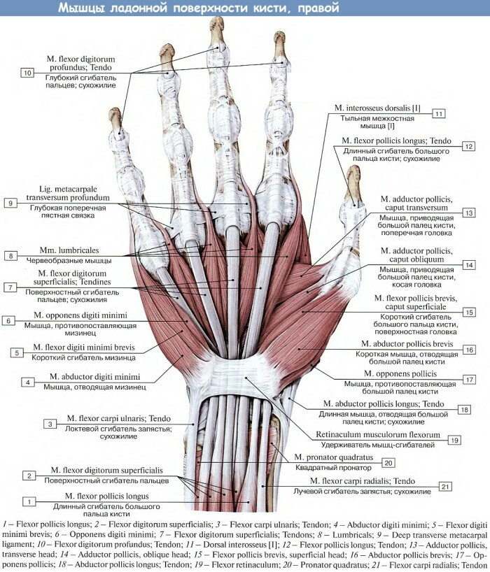 Human hand anatomy: tendons and ligaments, muscles, nerves