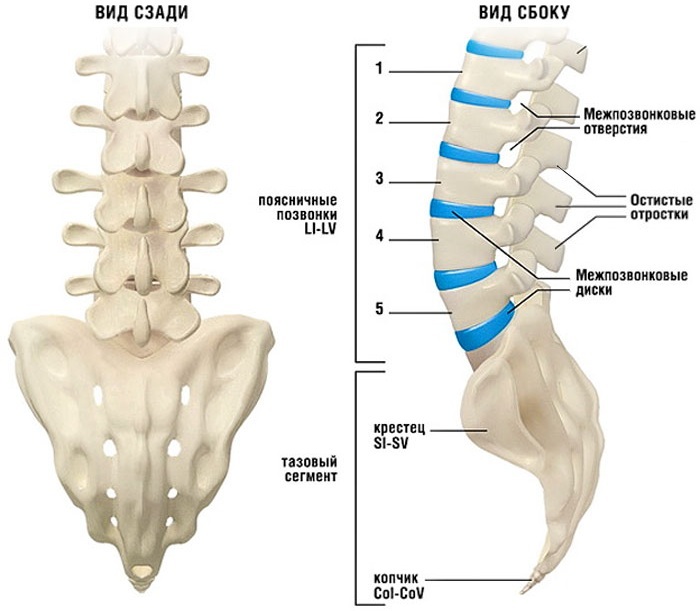 Numbering of the vertebrae in the human spine. How much, diagram, location