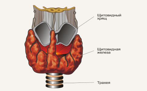 Glândula tireoidea