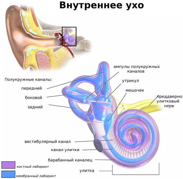 Aurícula. Anatomía, estructura del oído medio, externo, interno, funciones