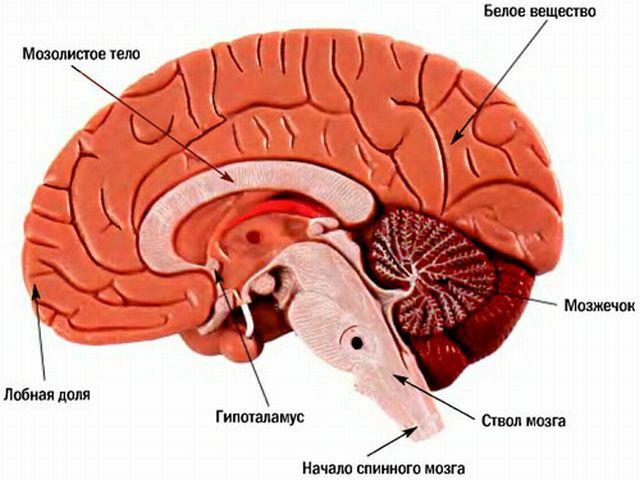 Anatomija moždanog sustava