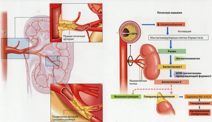 Erytrocytóza a zvýšený hemoglobín u žien, mužov