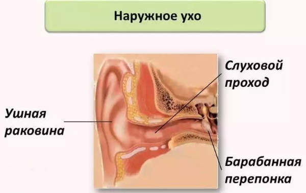 Auricle. Anatomy, structure of the middle, outer, inner ear, functions