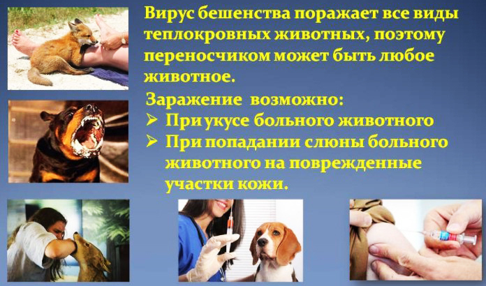 Rabies vaccine. Vaccination scheme, instructions for use, price