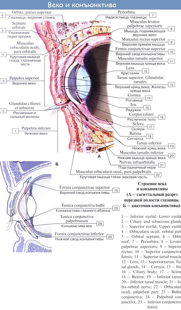 Lower eyelid. This is where it is, anatomy, why it twitches, treatment