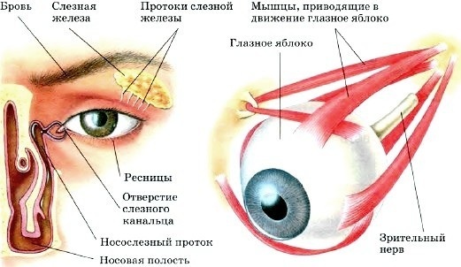 Očna jabučica. Raste li od rođenja, strukture, anatomije