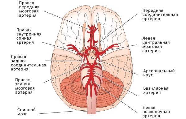 Cerebral circulation. Treatment, drugs, cheap but effective