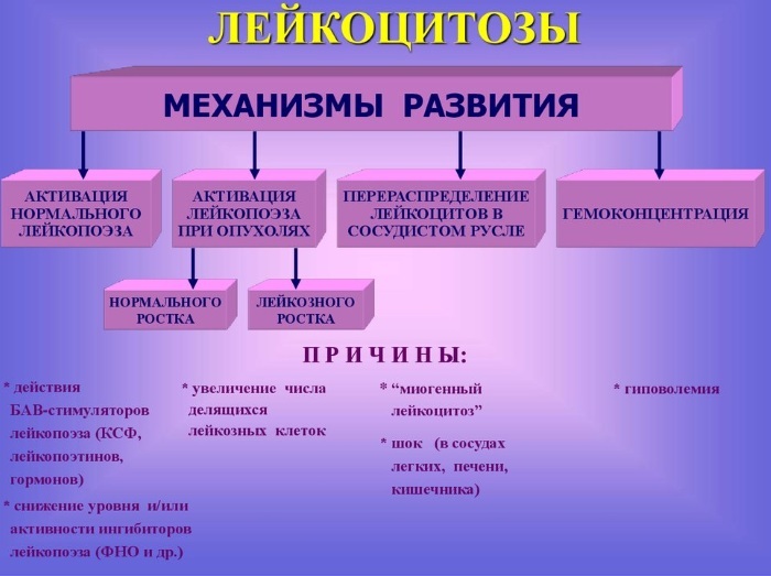 Blood leukocytosis. What is it in adults, children, pregnant women, causes, treatment, consequences