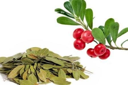 Bearberry Leaves