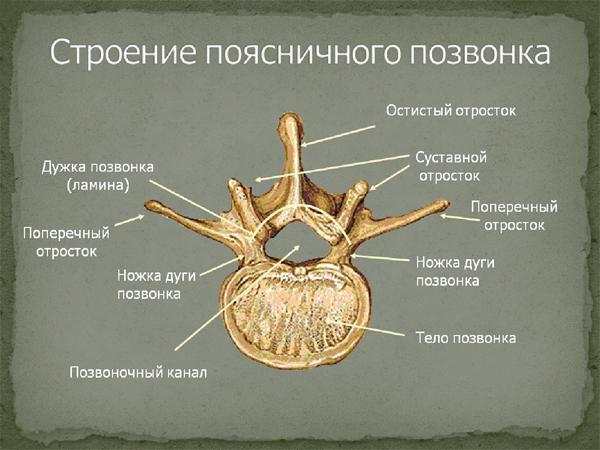 Structure of the lumbar vertebra