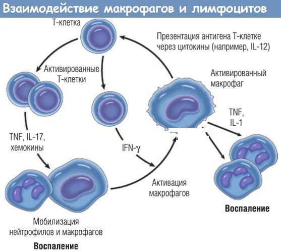 Активация макрофагов. Взаимодействие макрофага и лимфоцита. Схема развития макрофагов. Взаимодействие т и в лимфоцитов.