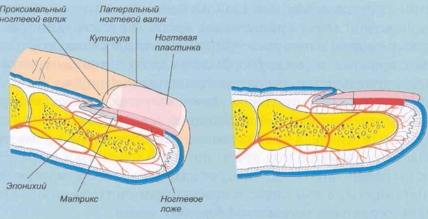 Leather and its derivatives. Histology, anatomy