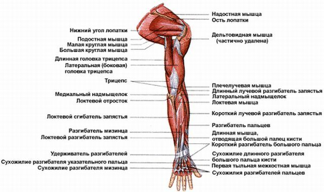anatomija ruku