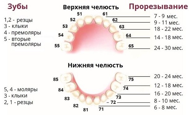Human teeth. Types, name, anatomy, functions, photo