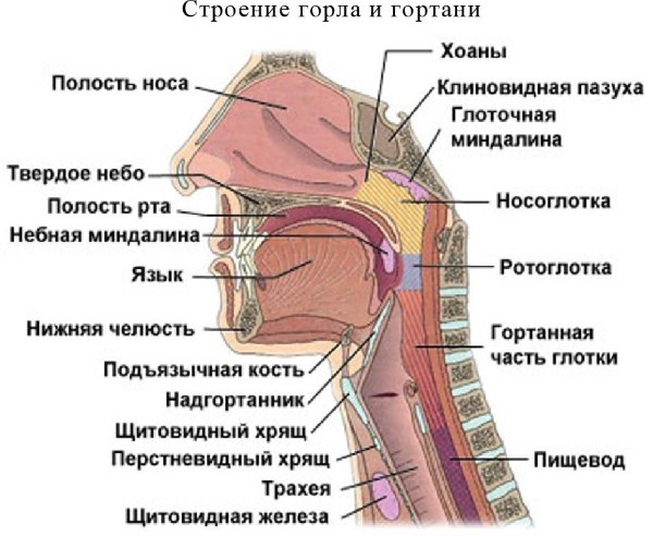 Nasofaringe. Struttura, foto in sezione, funzioni, anatomia