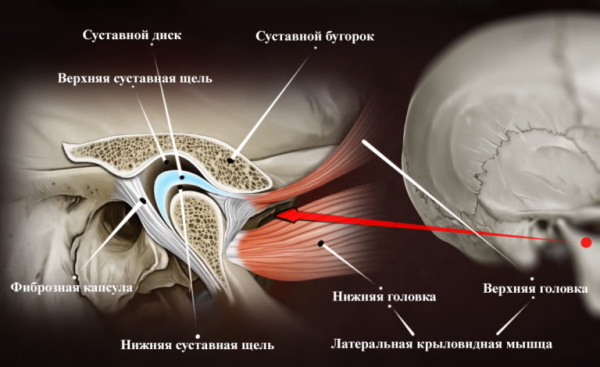Temporomandibular eklem. Anatomi, yapı, fonksiyonlar, tedavi