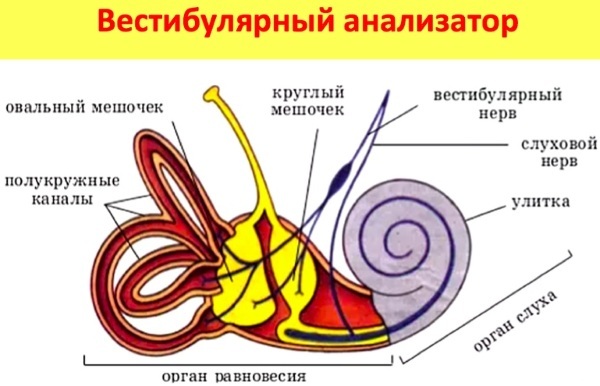 Полукружные каналы внутреннего уха расположены. Строение вестибулярного аппарата схема. Вестибулярный аппарат строение рисунок. Схема анализатора органа равновесия. Вестибулярный аппарат внутреннего уха строение.