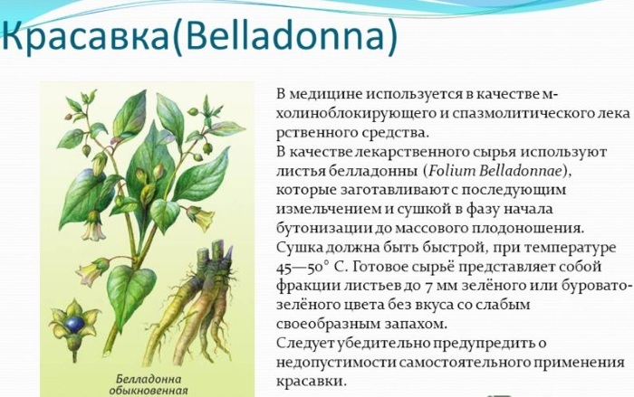 Belladonna candle extract. Reviews, instructions for use for hemorrhoids, pregnancy, constipation