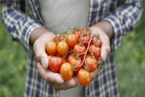 Vitaminen en mineralen van tomatensap