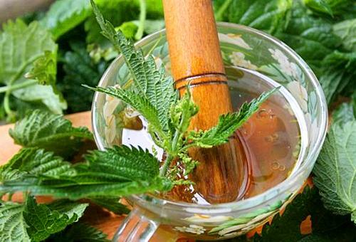 Nettle decoction is an effective tool in the treatment of alopecia