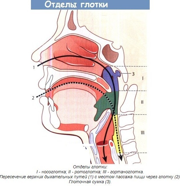 Nasopharynx. Structure, photo in section, functions, anatomy
