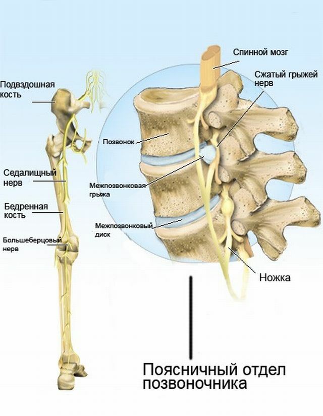 Anatomi af den sciatic nerve