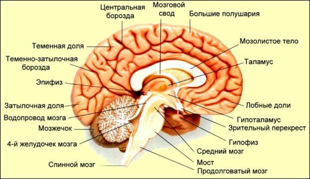 O cérebro