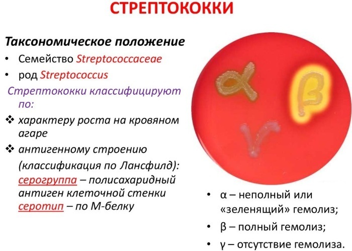 Streptococcusok (streptococcus spp) a nők kenetében. Kezelés, norma, fok