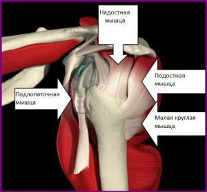 Tendonitis of subacute and small round muscle