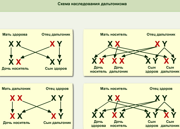 Human heredity in biology. What is it, genetics, x y chromosomes, species