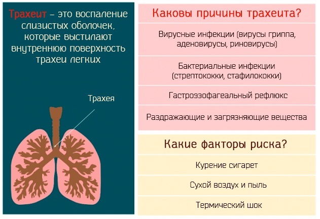 Tegn på bronkitis hos en voksen uden feber med hoste, sputum og uden