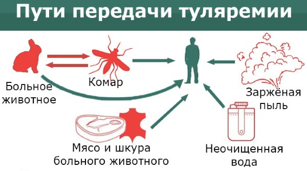 Alimentary transmission route. What is it, what infections, diseases