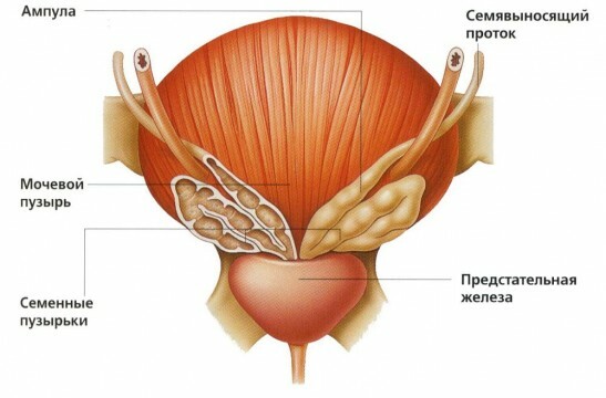 De prostaatklier