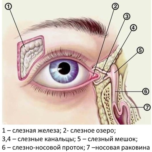 Lachrymation from the eyes. Causes and treatment, drops for the elderly, children