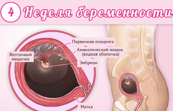 Haftaya göre insan embriyonik gelişiminin aşamaları. Fotoğraf