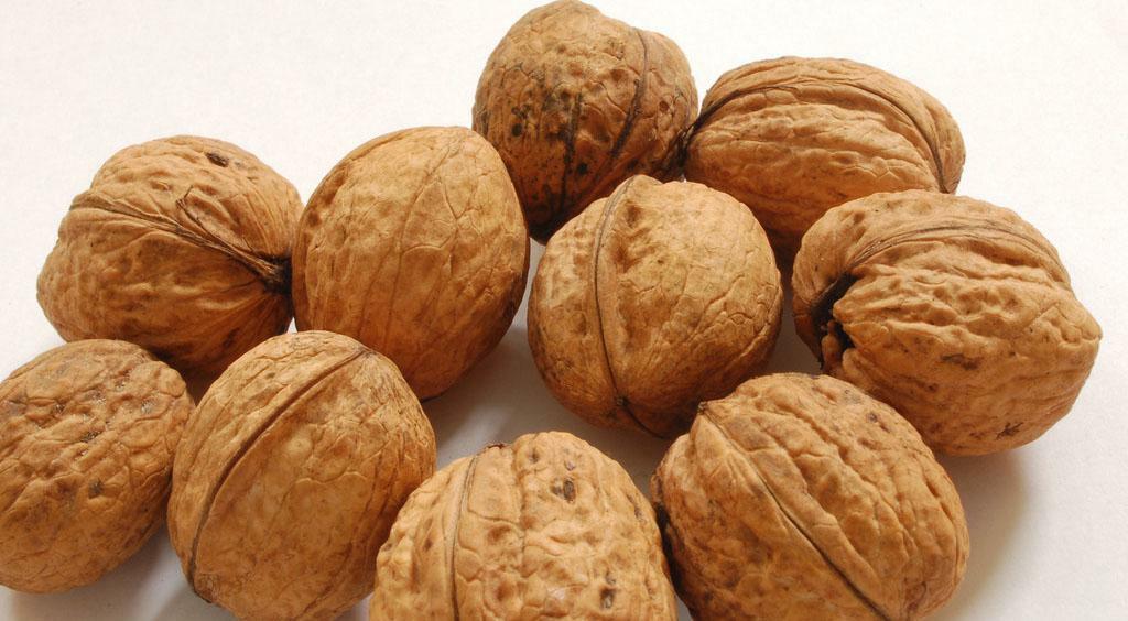 Walnut shell for the preparation of medical infusions